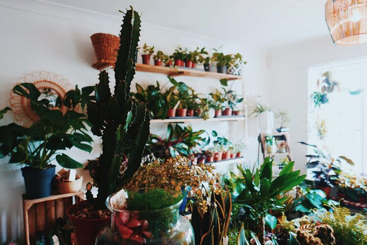 Easiest Houseplants to Care For