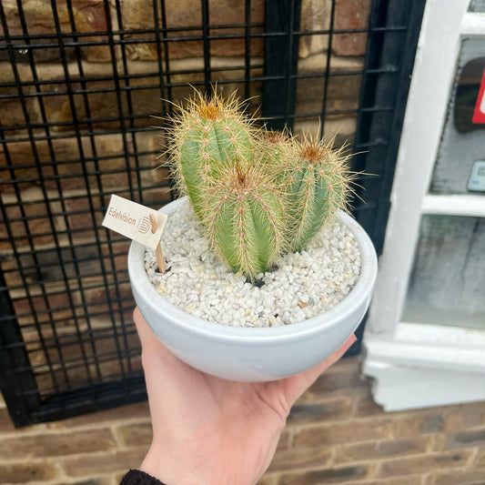 Potted Cactus Bowl