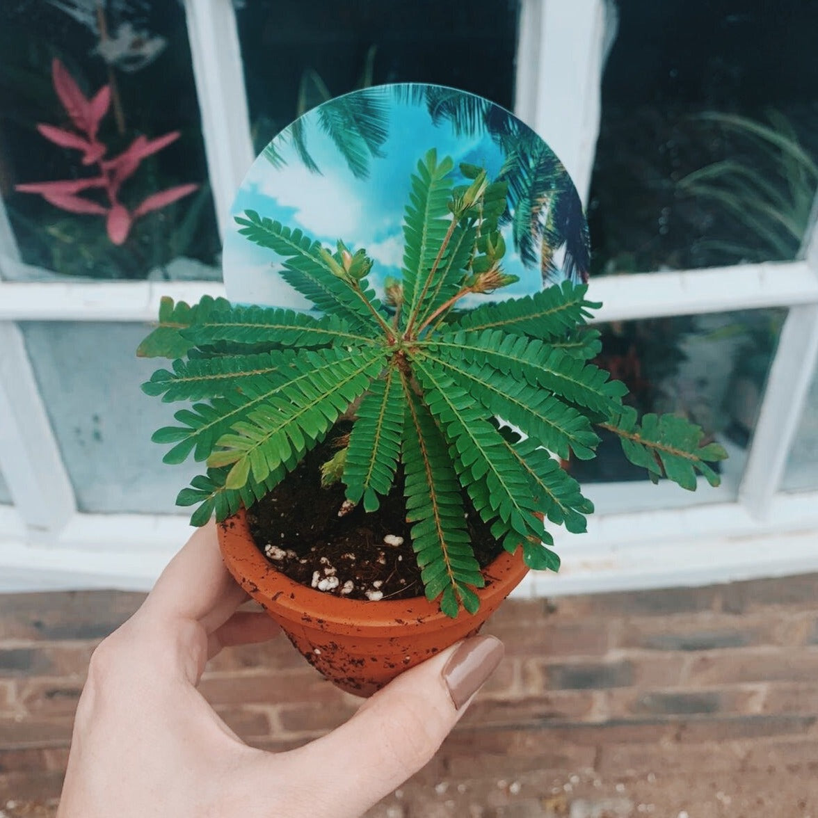 Mini Palm Tree Plant (Biophytum sensitivum)