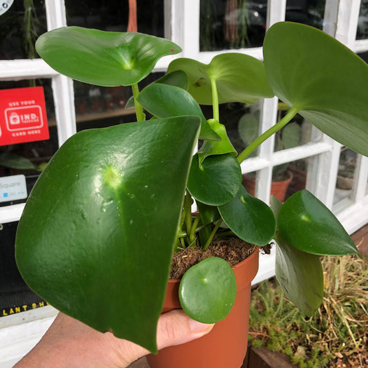 Pilea raindrop/ Chinese Money Plant