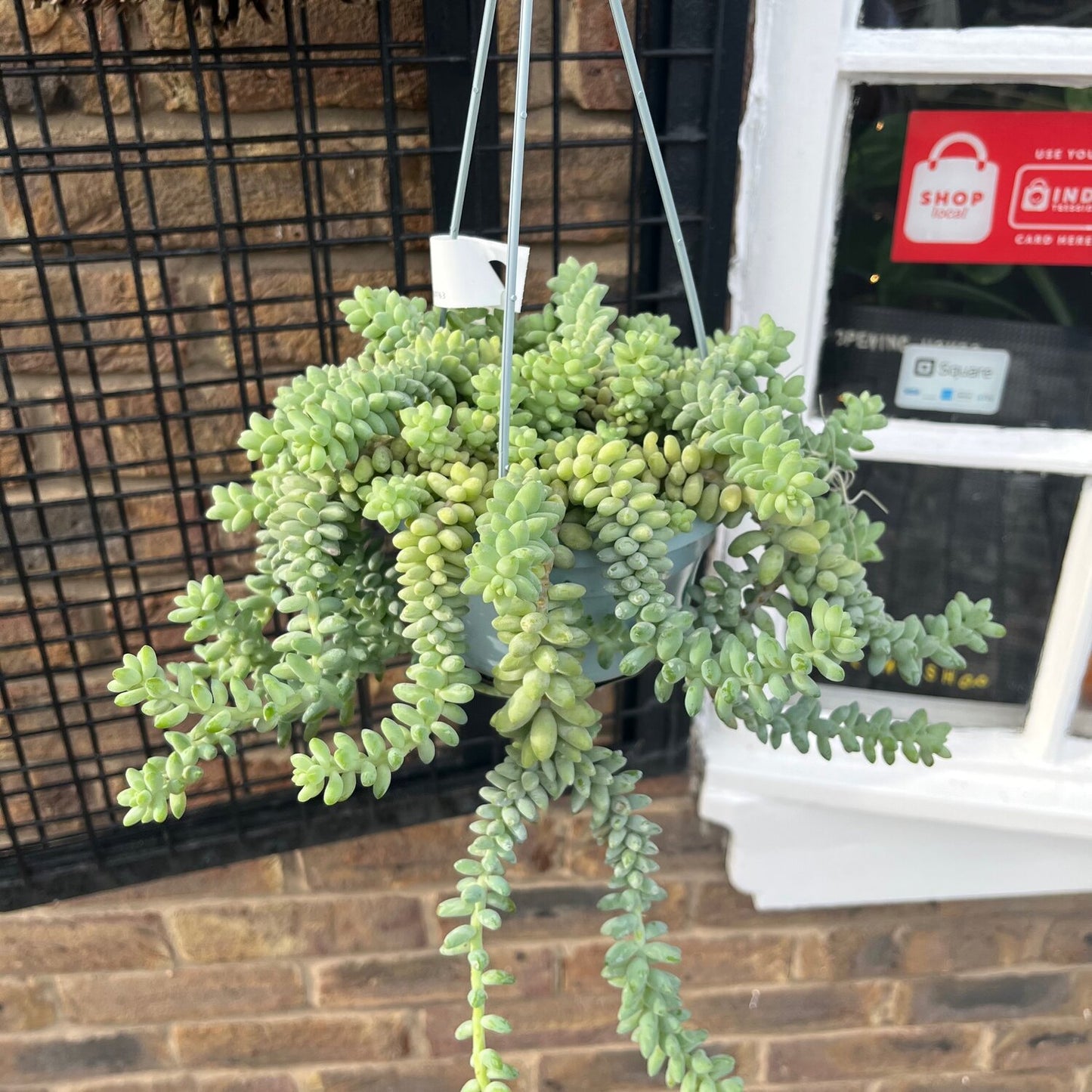 Burro's Tail Plant (Sedum morganianum)