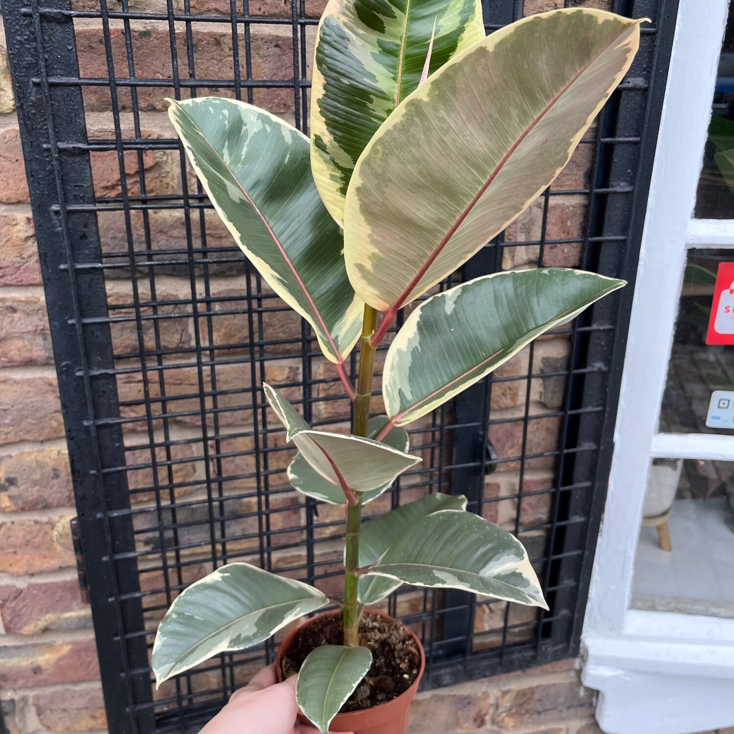 Camo Rubber Plant (Ficus tineke)