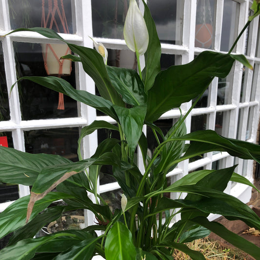 Peace Lily (Spathiphyllum)