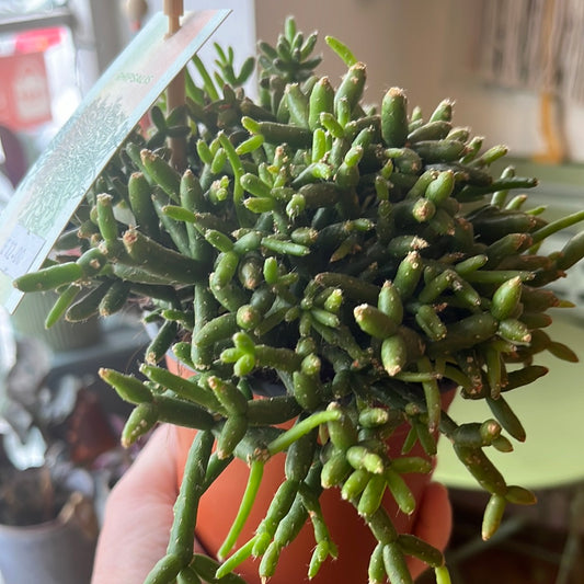 Rhipsalis / Mistletoe Cactus