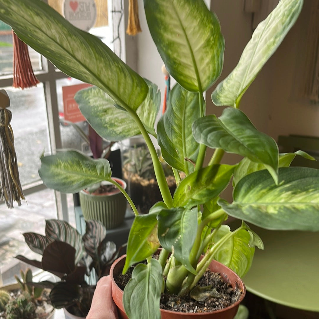 Dieffenbachia Summer / Dumb Cane / Leopard Lily