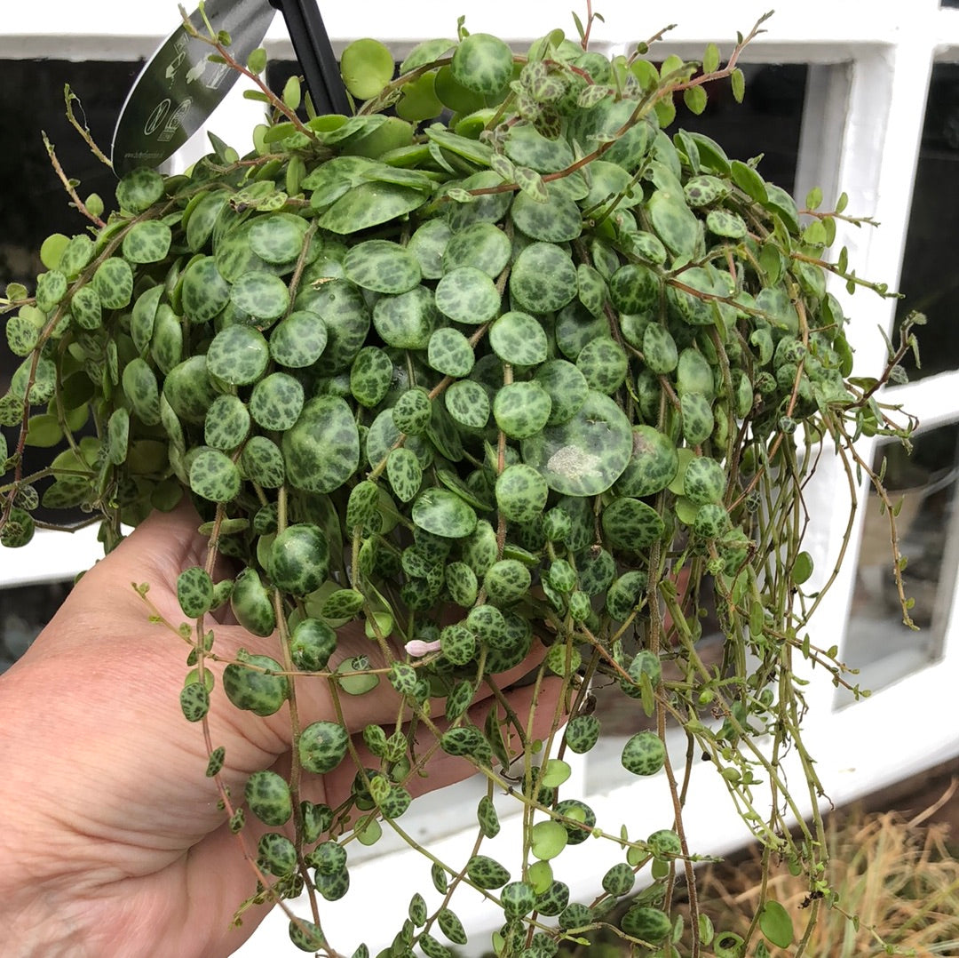 String of Turtles / Peperomia Prostrata