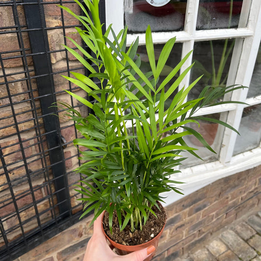 Parlour Palm (Chamaedorea elegans)