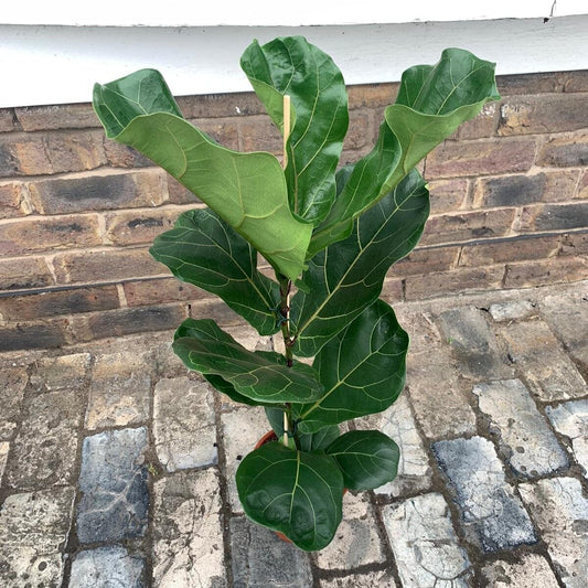 Ficus Lyrata / Fiddle Leaf Fig