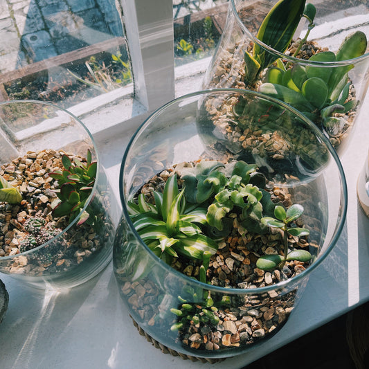 Glass Terrarium